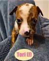 adoptable Dog in  named The Flock - Tori