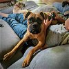 adoptable Dog in monticello, NY named Sadie SA