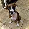 adoptable Dog in monticello, NY named Nessa