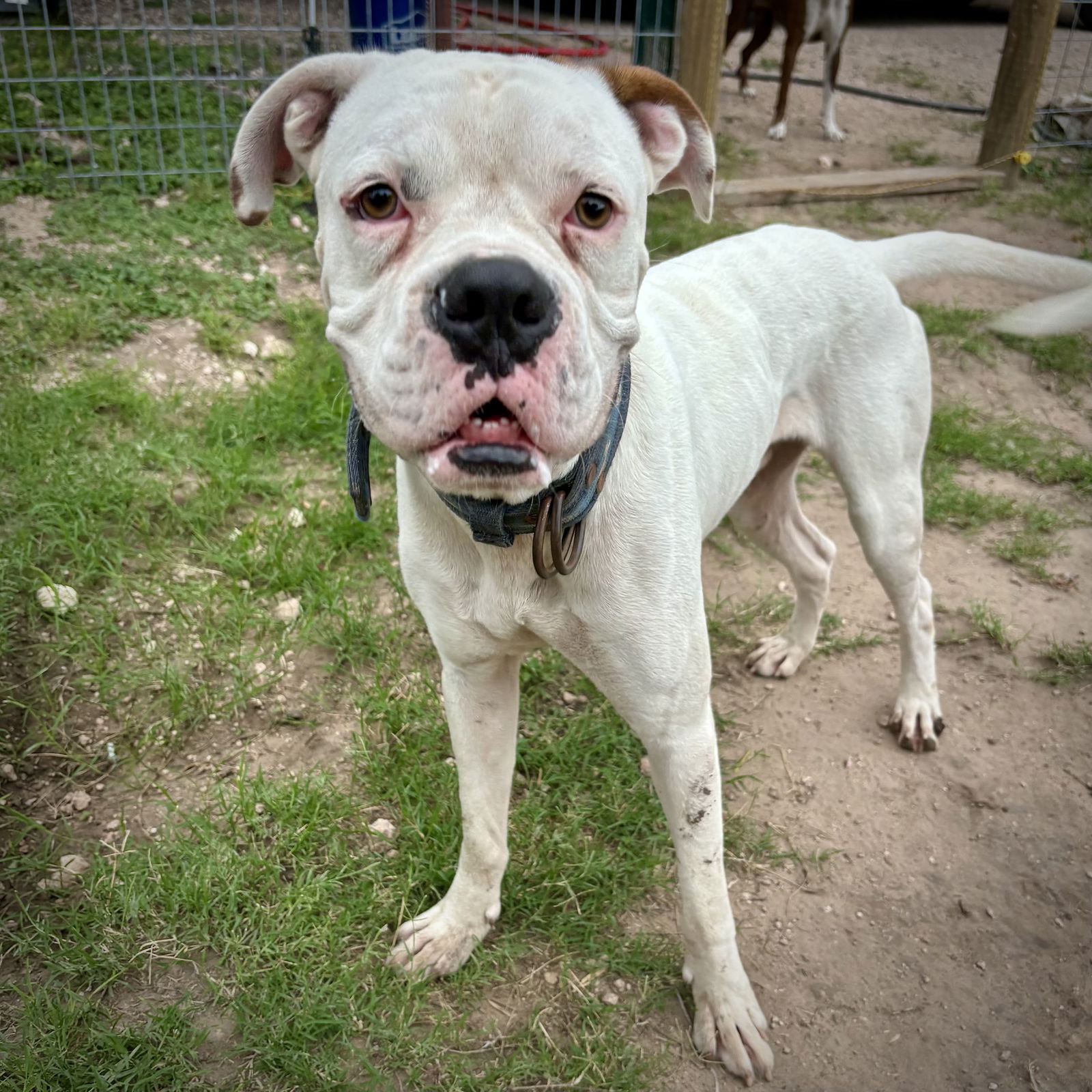 adoptable Dog in Mission, TX named Denali