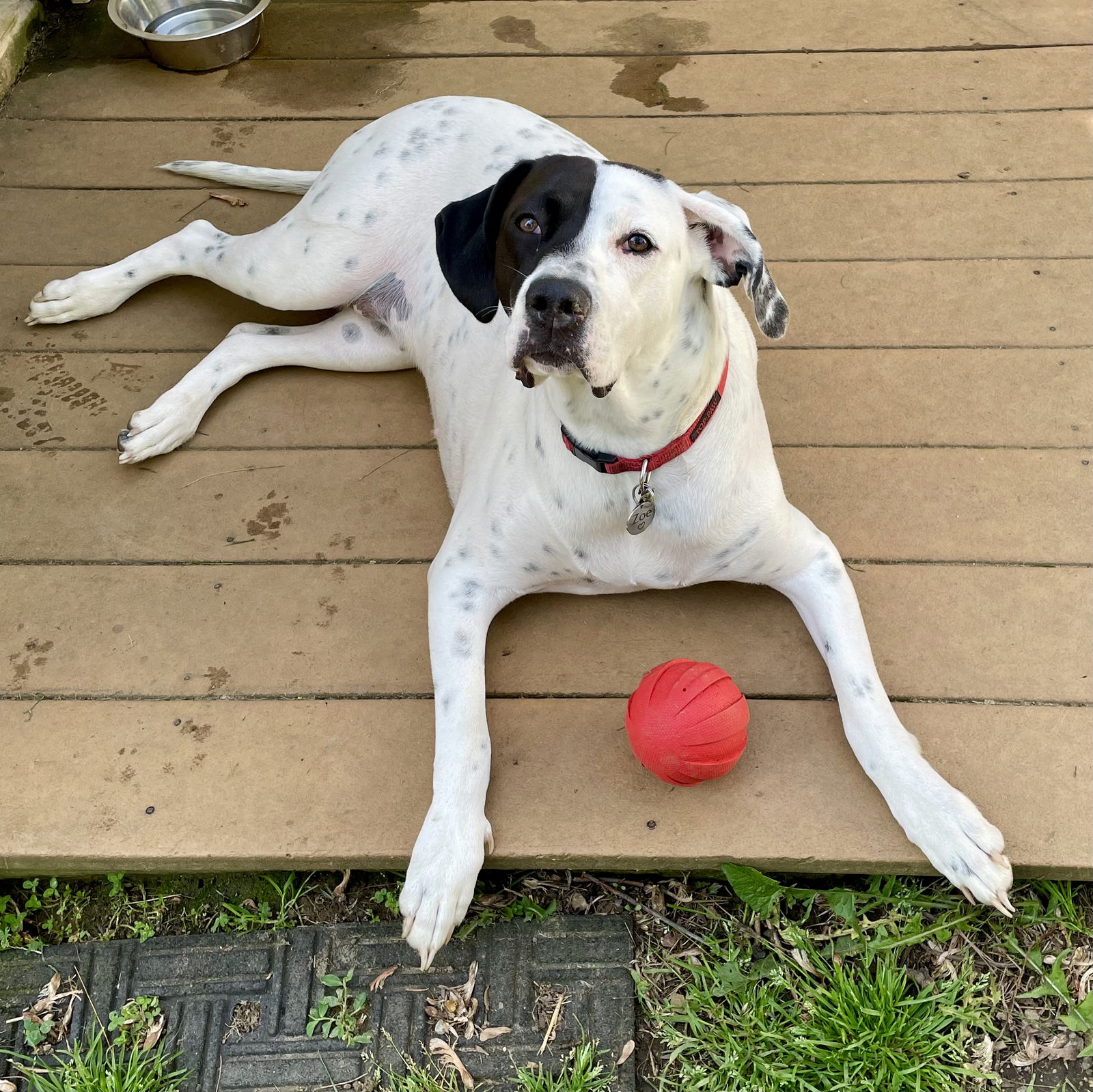 adoptable Dog in Monticello, NY named Zoey