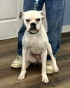 adoptable Dog in , NY named Roscoe