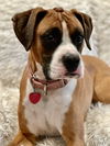 adoptable Dog in  named Skyla