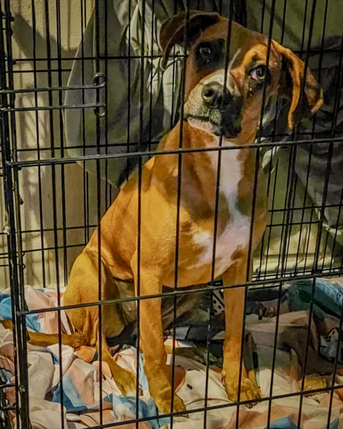 adoptable Dog in Monticello, NY named Daisy