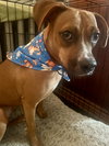 Daisy - Photo 6