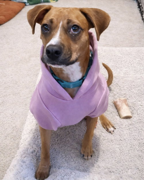 DAISY - Boxer available for adoption