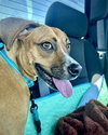 Daisy - Photo 2