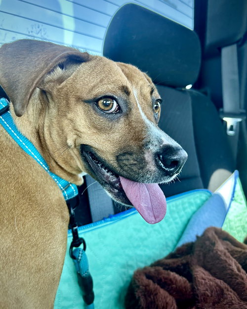 DAISY - Boxer available for adoption