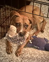 Daisy - Photo 4