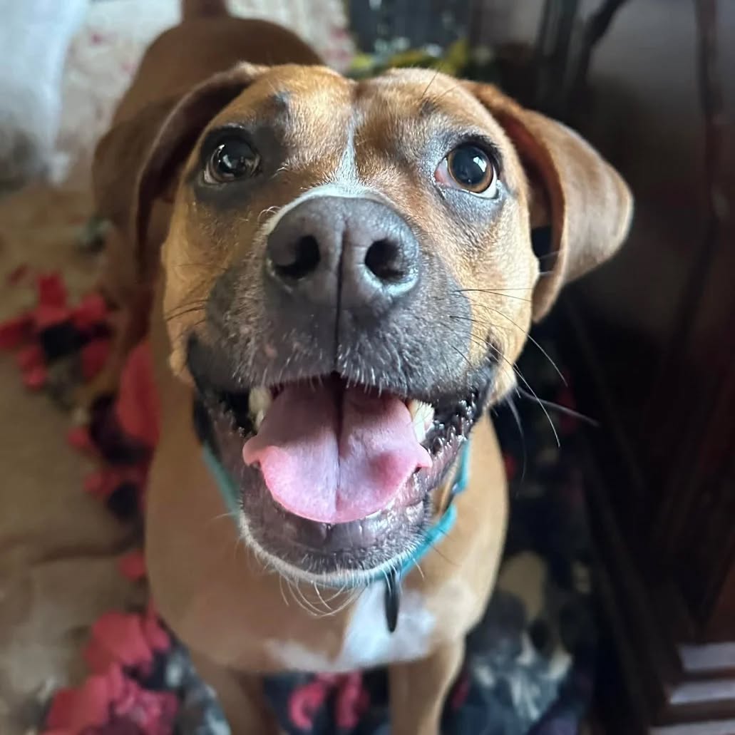 Daisy