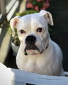 adoptable Dog in  named Jules