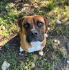 adoptable Dog in  named Ezra