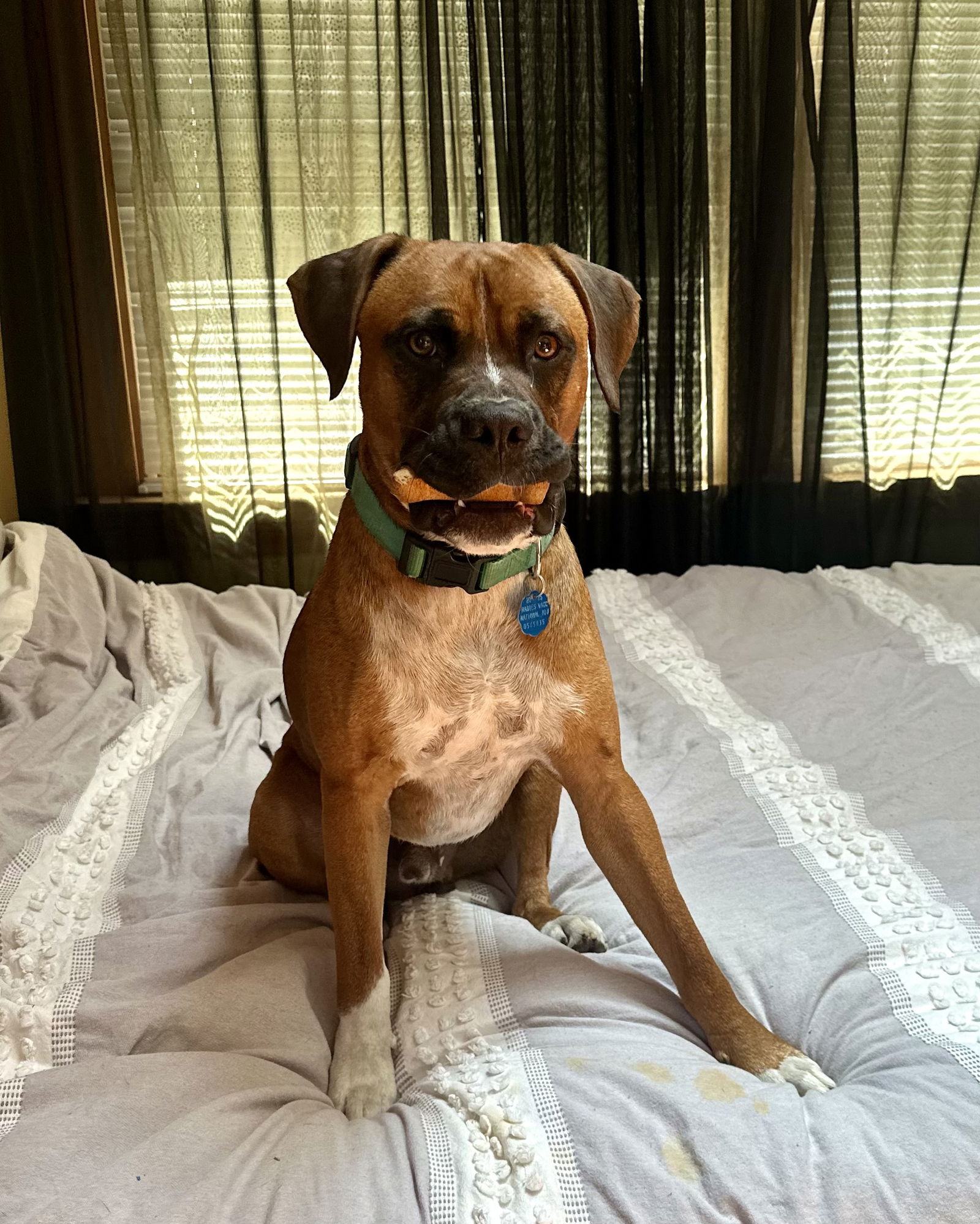adoptable Dog in Monticello, NY named Ezra
