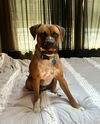 adoptable Dog in Monticello, NY named Ezra