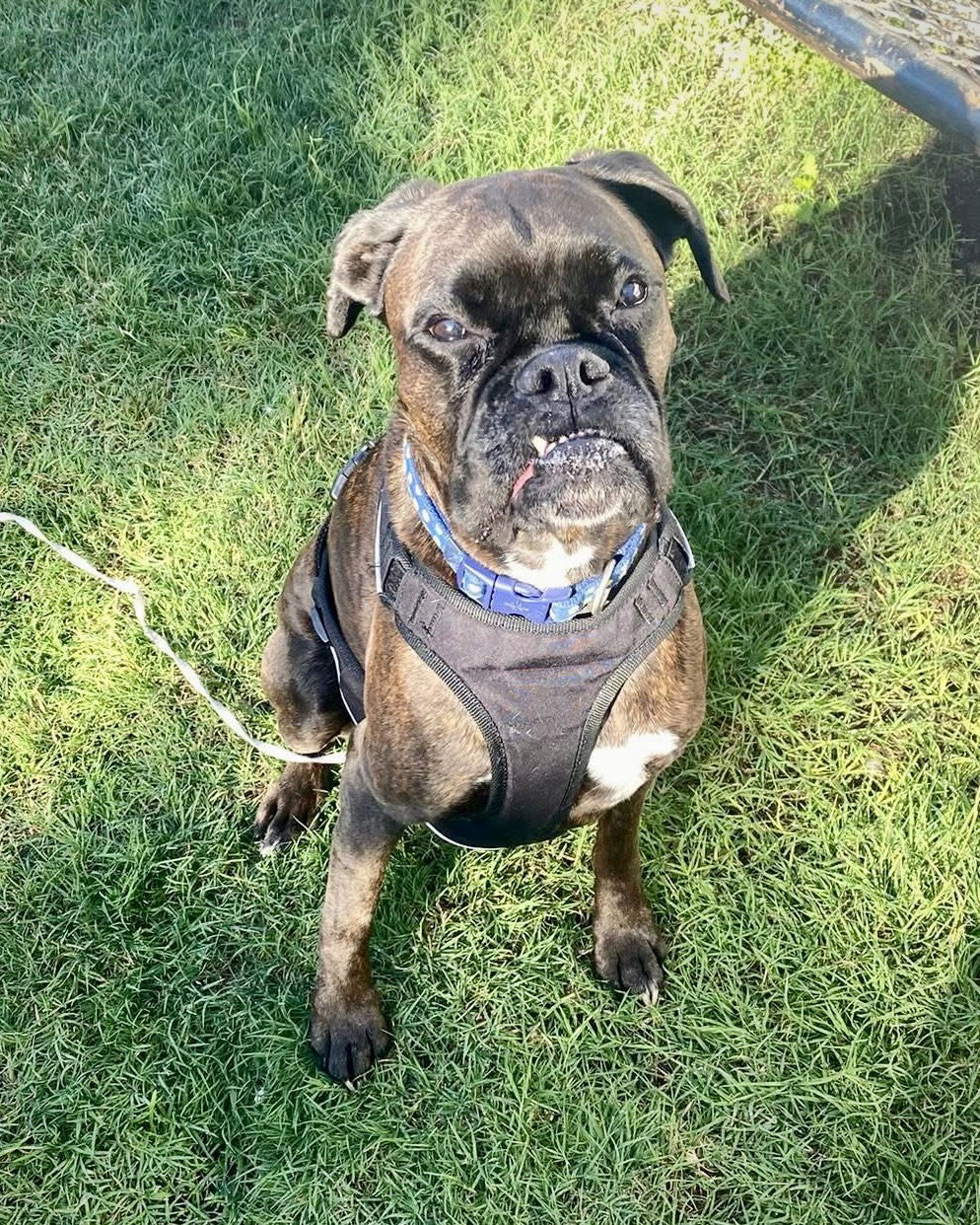adoptable Dog in Monticello, NY named Lucy