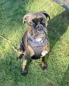 adoptable Dog in  named Lucy