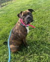 adoptable Dog in  named Zena