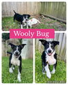 adoptable Dog in Monticello, NY named Heelers - Wooly
