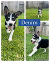 adoptable Dog in Monticello, NY named Heelers - Denim