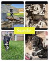 adoptable Dog in Monticello, NY named Heelers - Suede