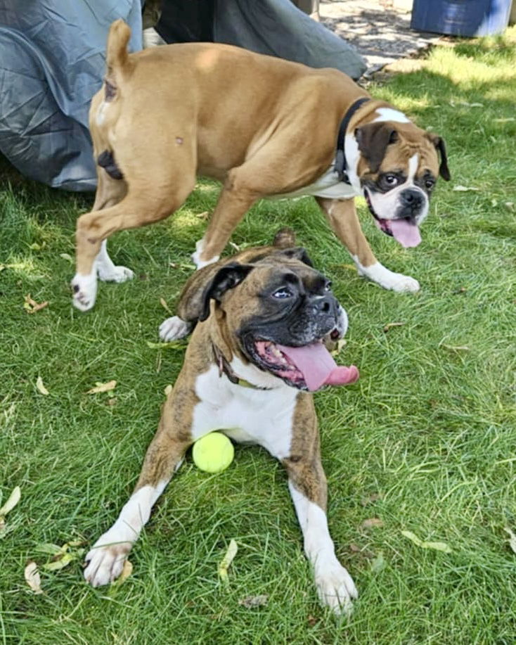 adoptable Dog in Monticello, NY named Riley and Harley