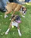 adoptable Dog in  named Riley and Harley
