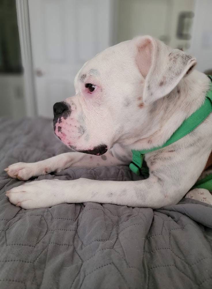 adoptable Dog in Monticello, NY named Chance