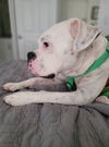 adoptable Dog in  named Chance