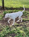 adoptable Dog in  named Lumi