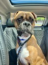 adoptable Dog in  named Tater