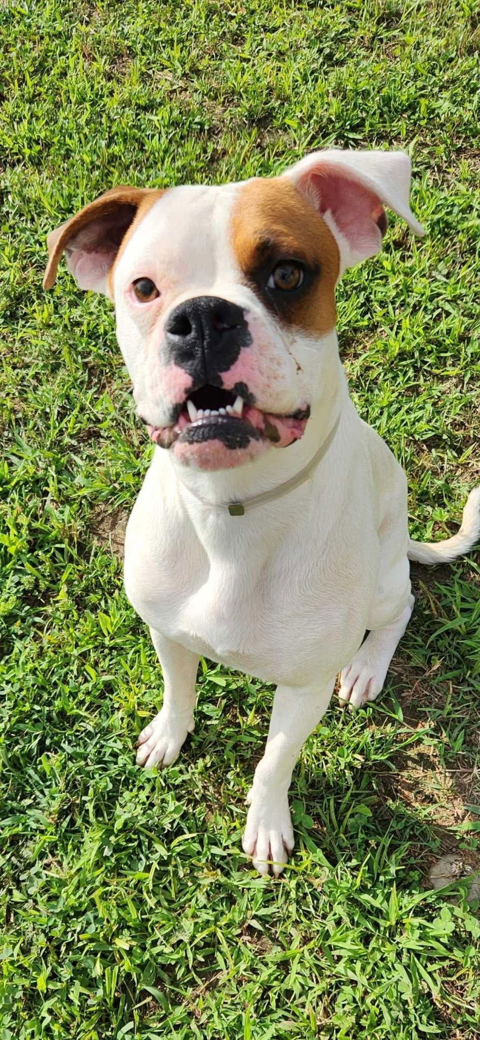 adoptable Dog in Monticello, NY named Kongo