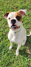 adoptable Dog in  named Kongo