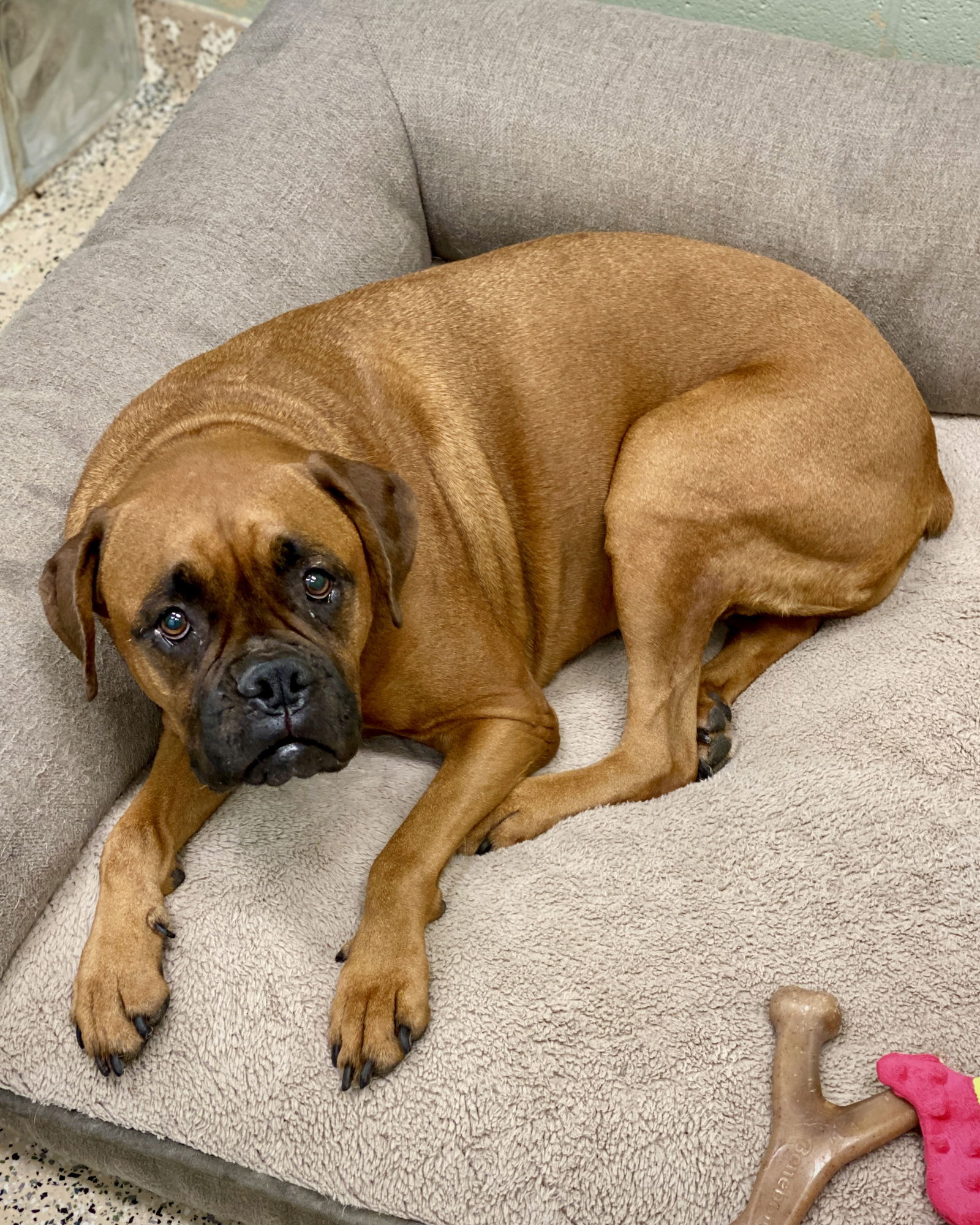 adoptable Dog in Monticello, NY named Molly