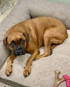 adoptable Dog in  named Molly