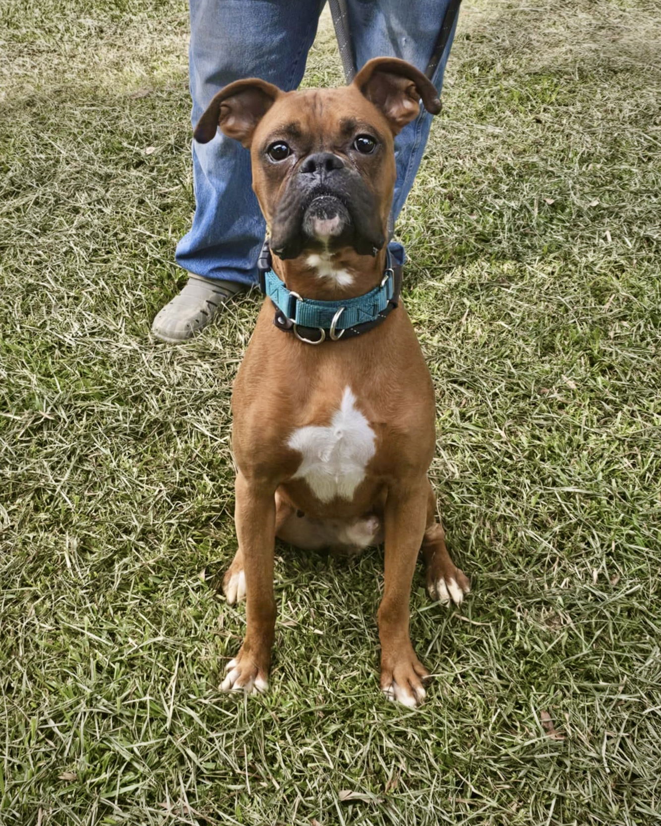 adoptable Dog in Monticello, NY named Baxter