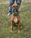 adoptable Dog in , NY named Baxter