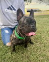 adoptable Dog in  named Big Mac