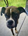 adoptable Dog in  named Mitzi