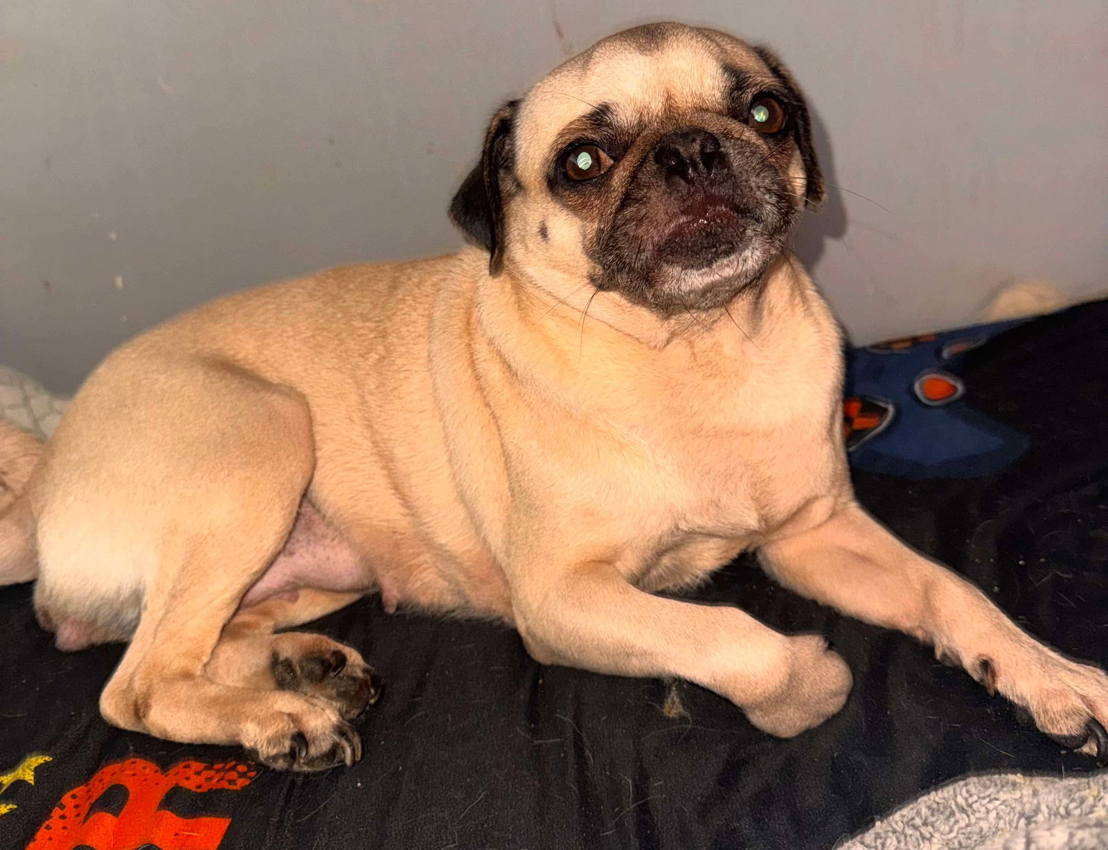 adoptable Dog in Monticello, NY named Mama