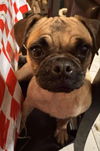 adoptable Dog in  named Wuichinina