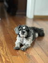 adoptable Dog in  named Bruno