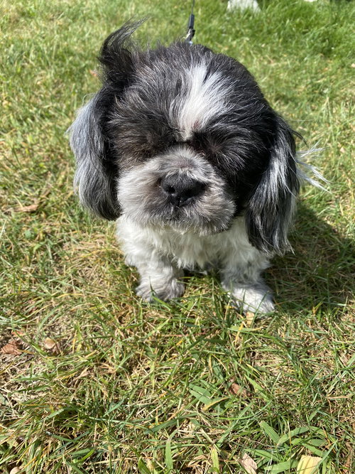 picture of the dog needing adoption