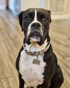 adoptable Dog in  named Pixie