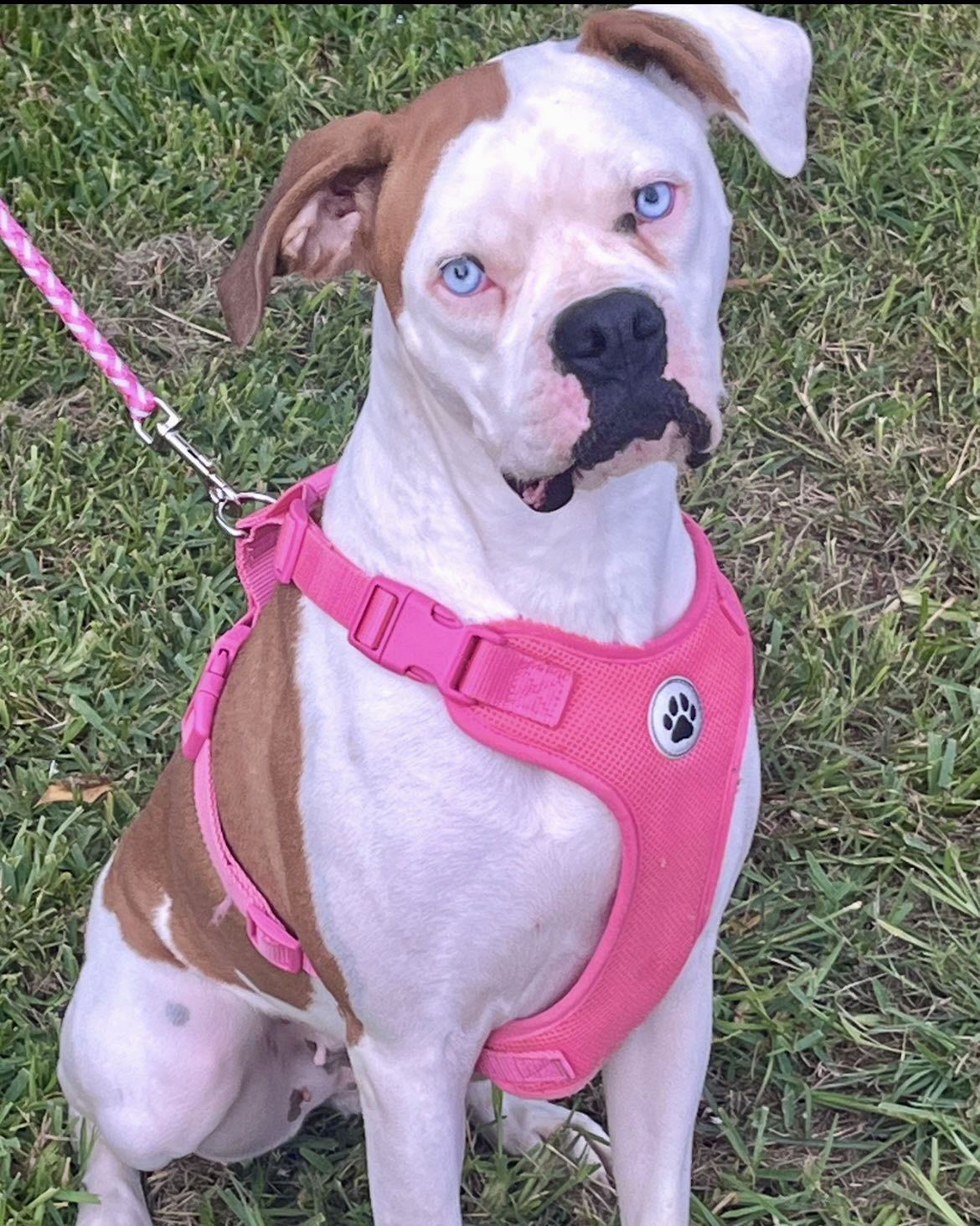 adoptable Dog in Monticello, NY named Storm