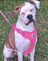 adoptable Dog in monticello, NY named Storm