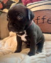 adoptable Dog in  named Brew Crew - Frappe