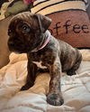 adoptable Dog in  named Brew Crew - Latte