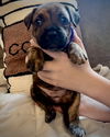 adoptable Dog in  named Brew Crew - Mocha