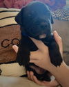 adoptable Dog in  named Brew Crew - Coffee