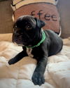 adoptable Dog in  named Brew Crew - Brewer